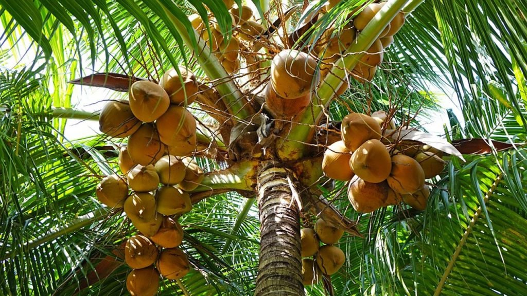 നാളികേര കൃഷിയിൽ അൽപ്പം ശ്രദ്ധയാവാം