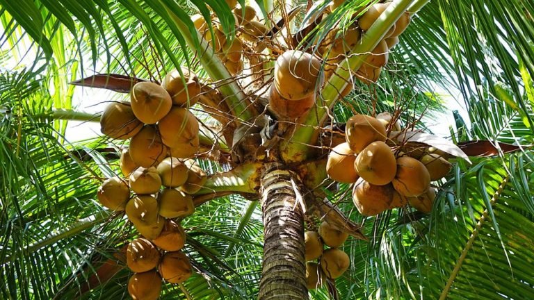 നാളികേര കൃഷിയിൽ അൽപ്പം ശ്രദ്ധയാവാം