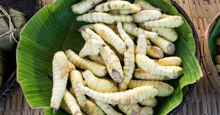 കൂവ അറിയേണ്ടതെല്ലാം