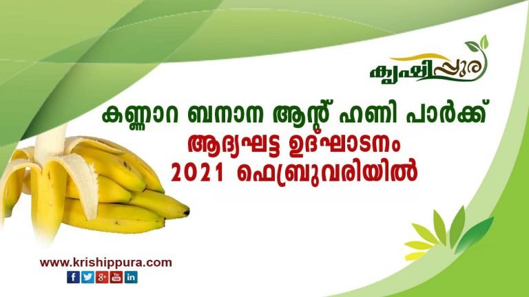 കണ്ണാറ ബനാന ആന്റ് ഹണി പാർക്ക്  ആദ്യഘട്ട ഉദ്ഘാടനം  2021 ഫെബ്രുവരിയിൽ