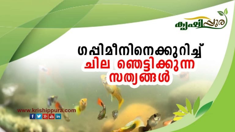 ഗപ്പിമീനിനെക്കുറിച്ച് ചില ഞെട്ടിക്കുന്ന സത്യങ്ങള്‍