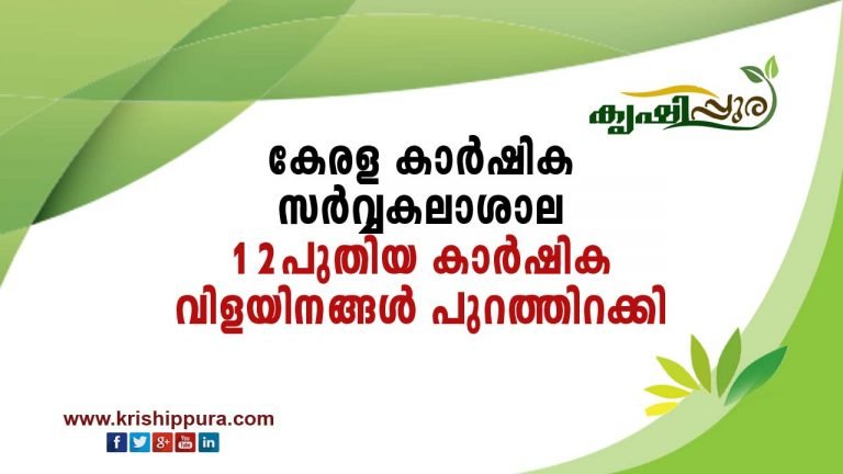കേരള കാർഷിക സർവ്വകലാശാല   12 പുതിയ കാർഷിക വിളയിനങ്ങൾ പുറത്തിറക്കി