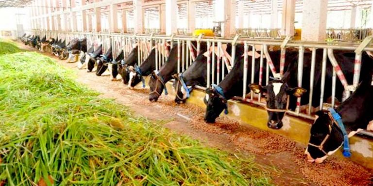 ക്ഷീരവികസന വകുപ്പ്  പ്രവര്‍ത്തകര്‍ക്ക് പുരസ്‌കാരങ്ങള്‍ നല്‍കുന്നു