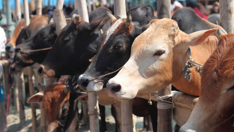 മനസ്സറിഞ്ഞ് പരിചരിച്ചാല്‍ പണം ചുരത്തും; പശു വളര്‍ത്തല്‍ ലാഭകരമാക്കാം