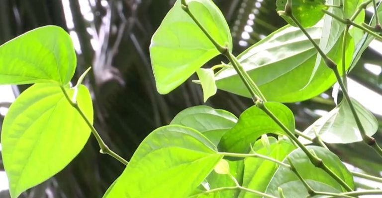 വെറ്റില കൃഷി
