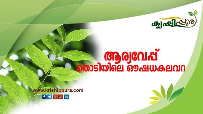 ആര്യവേപ്പ് ; തൊടിയിലെ  ഔഷധകലവറ