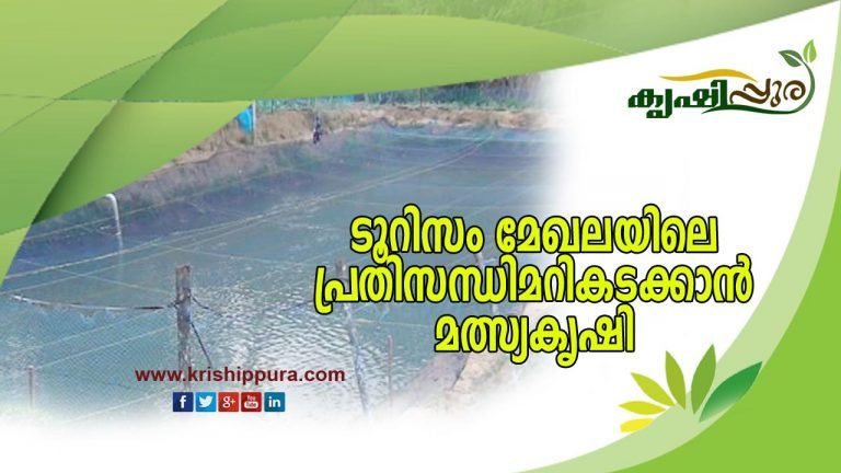ടൂറിസം മേഖലയിലെ പ്രതിസന്ധിമറികടക്കാന്‍ മത്സ്യകൃഷി