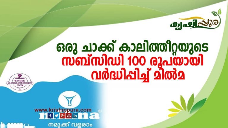 ഒരു ചാക്ക് കാലിത്തീറ്റയുടെ സബ്സിഡി 100 രൂപയായി വര്‍ദ്ധിപ്പിച്ച് മില്‍മ