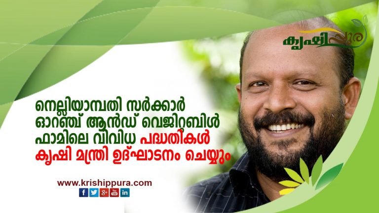 നെല്ലിയാമ്പതി സര്‍ക്കാര്‍ ഓറഞ്ച് ആന്‍ഡ് വെജിറ്റബിള്‍ ഫാമിലെ വിവിധ പദ്ധതികള്‍ കൃഷി മന്ത്രി ഉദ്ഘാടനം ചെയ്യും