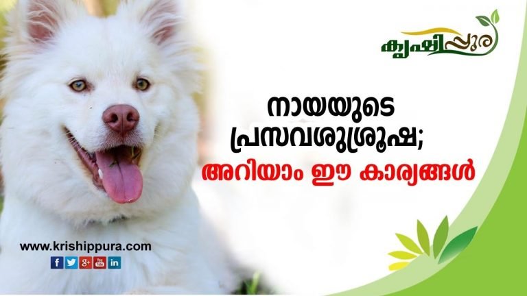 നായയുടെ പ്രസവശുശ്രൂഷ ; അറിയാം ഈ കാര്യങ്ങള്‍