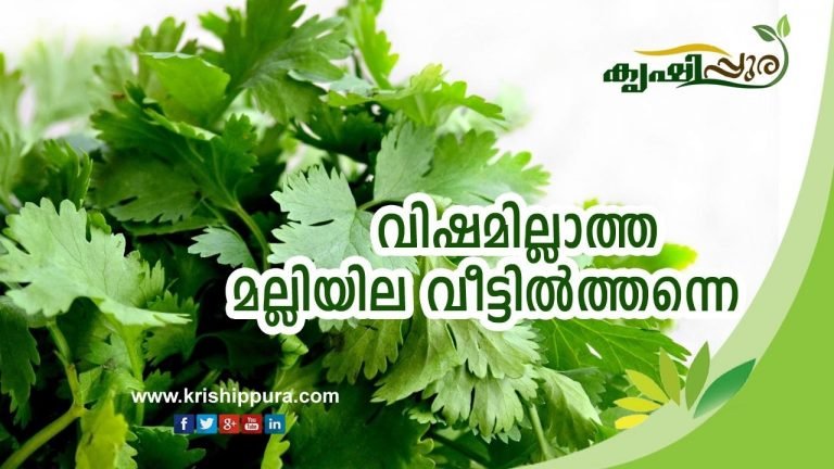 വിഷമില്ലാത്ത മല്ലിയില വീട്ടില്‍ത്തന്നെ