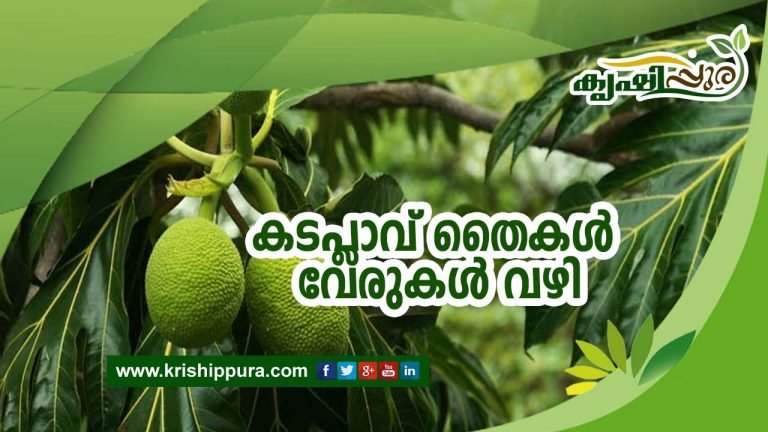 കടപ്ലാവ് തൈകൾ വേരുകൾ വഴി