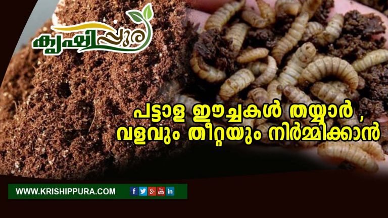 പട്ടാള ഈച്ചകൾ  തയ്യാർ , വളവും തീറ്റയും നിർമ്മിക്കാൻ