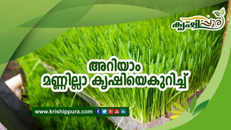 അറിയാം  മണ്ണില്ലാകൃഷിയെകുറിച്ച്