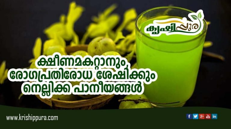 ക്ഷീണമകറ്റാനും, രോഗപ്രതിരോധ ശേഷിക്കും  നെല്ലിക്ക പാനീയങ്ങൾ