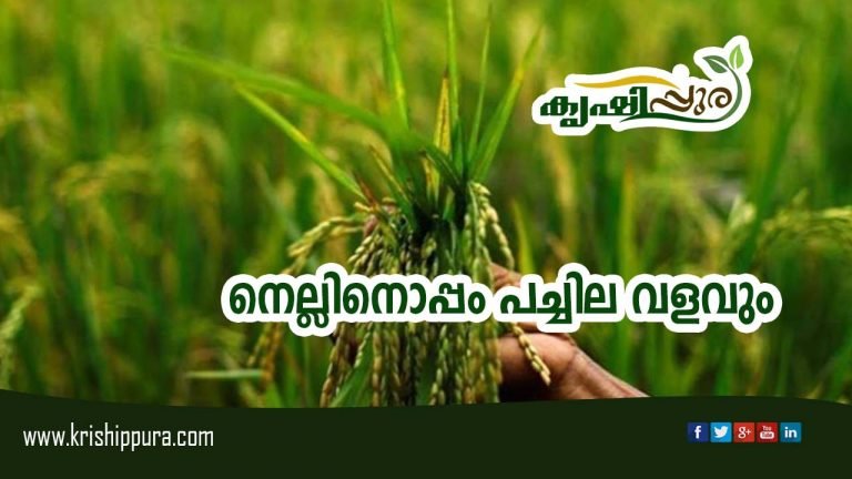 നെല്ലിനൊപ്പം പച്ചില വളവും