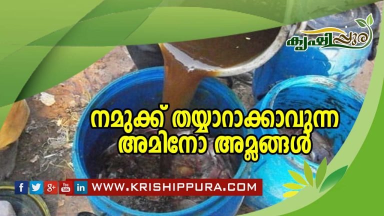 നമുക്ക് തയ്യാറാക്കാവുന്നഅമിനോ അമ്ലങ്ങൾ