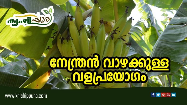 നേന്ത്രൻ വാഴക്കുള്ള വളപ്രയോഗം