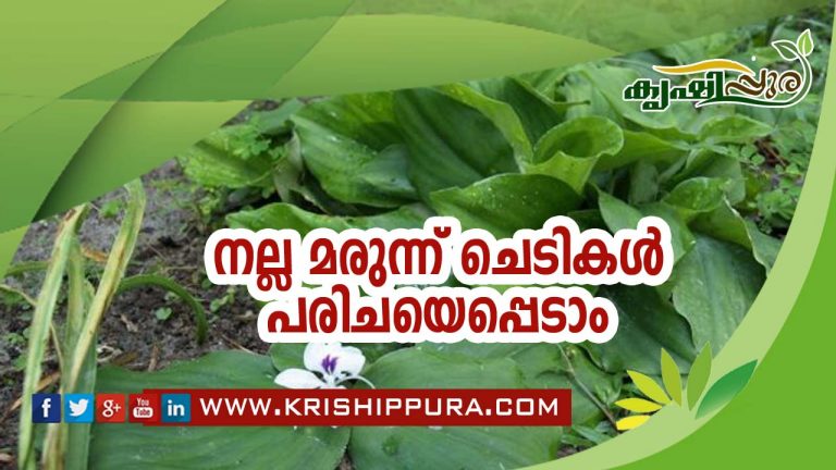 നല്ല മരുന്ന് ചെടികൾ പരിചയെപ്പെടാം