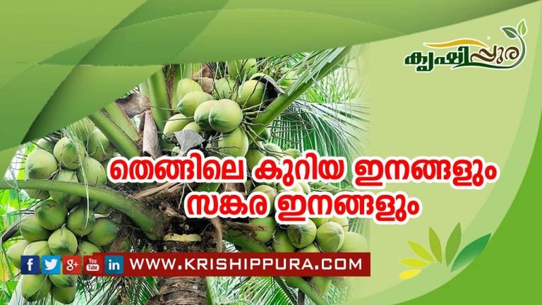 തെങ്ങിലെ കുറിയ ഇനങ്ങളും സങ്കര ഇനങ്ങളും