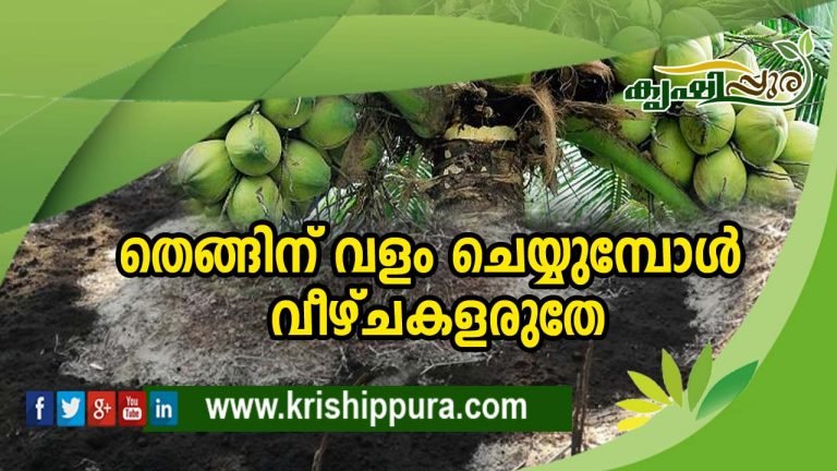 തെങ്ങിന് വളം ചെയ്യുമ്പോൾ  വീഴ്ചകളരുതേ