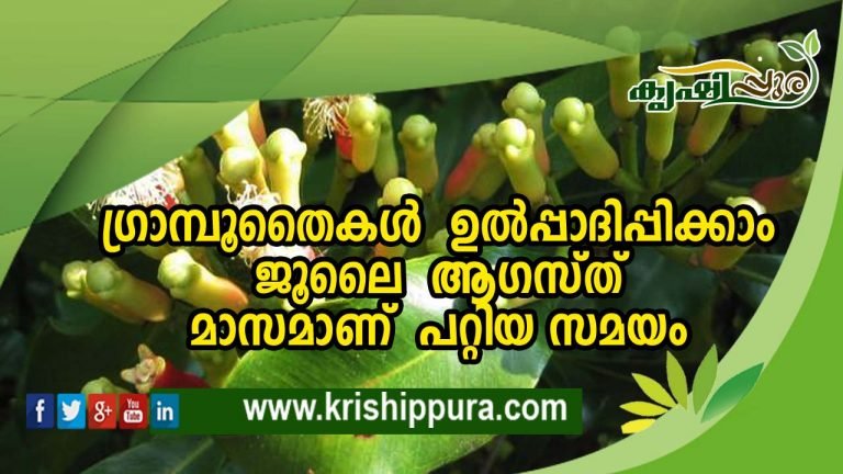 ഗ്രാമ്പൂതൈകൾ  ഉൽപ്പാദിപ്പിക്കാം  ജൂലൈ – ആഗസ്ത് മാസമാണ്  പറ്റിയ സമയം