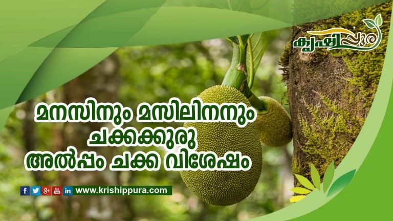 മ​ന​സി​നും മ​സി​ലി​നും ച​ക്ക​ക്കു​രു; അൽപ്പം ചക്ക വിശേഷം