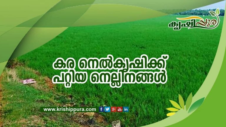 കര നെൽകൃഷിക്ക് പറ്റിയ നെല്ലിനങ്ങൾ