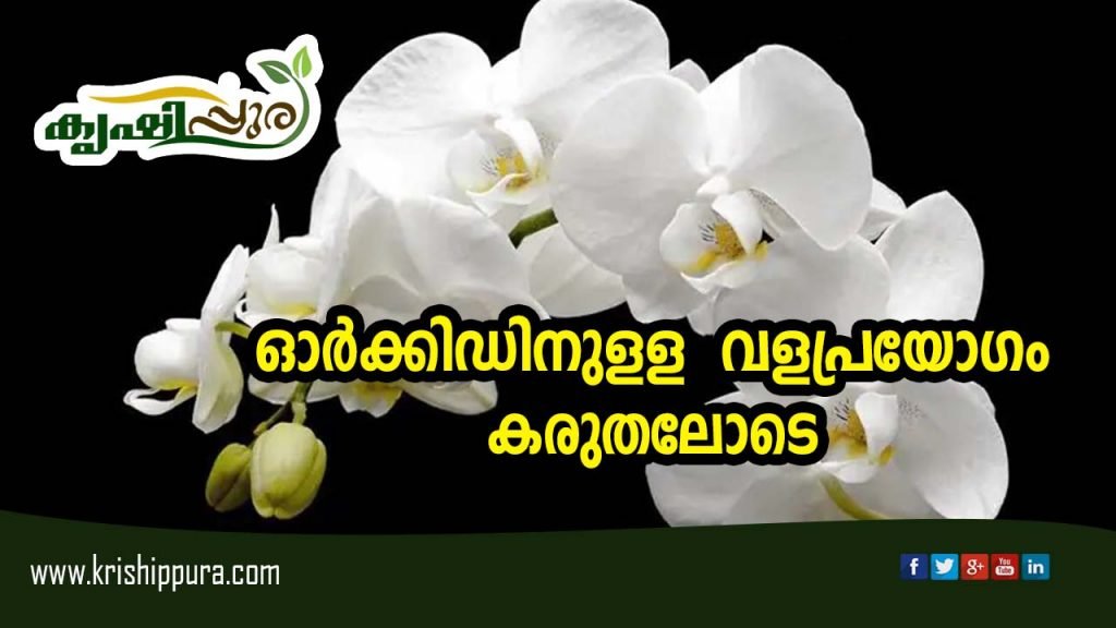 ഓർക്കിഡിനുളള   വളപ്രയോഗം  കരുതലോടെ