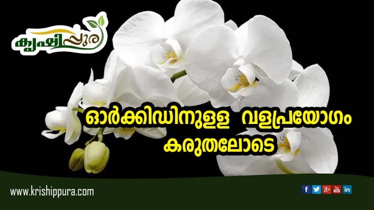 ഓർക്കിഡിനുളള   വളപ്രയോഗം  കരുതലോടെ