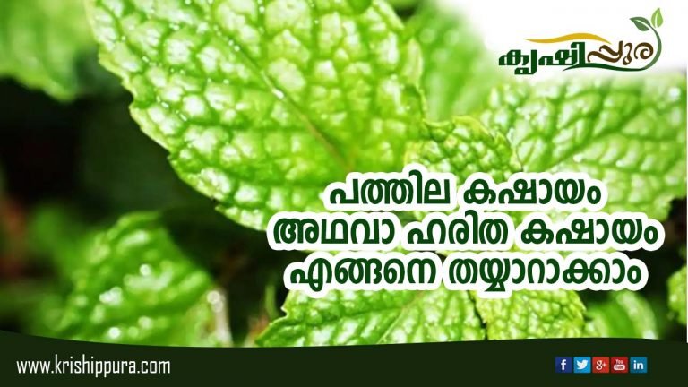 പത്തില കഷായം അഥവാ ഹരിത കഷായം എങ്ങനെ തയ്യാറാക്കാം