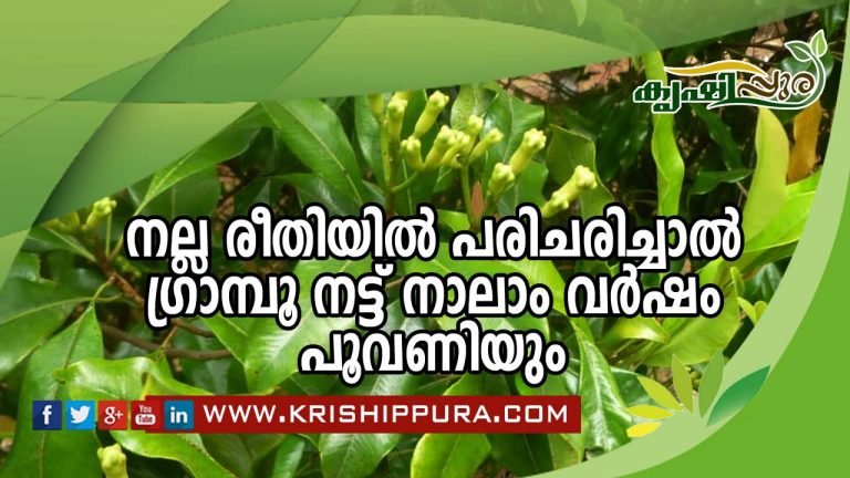 നല്ല രീതിയിൽ പരിചരിച്ചാൽ ഗ്രാമ്പൂ നട്ട് നാലാം വർഷം പൂവണിയും
