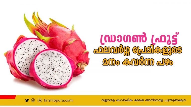 ഫലവർഗ്ഗ പ്രേമികളുടെ മനം കവർന്ന പഴം  ഡ്രാഗൺ ഫ്രൂട്ട്