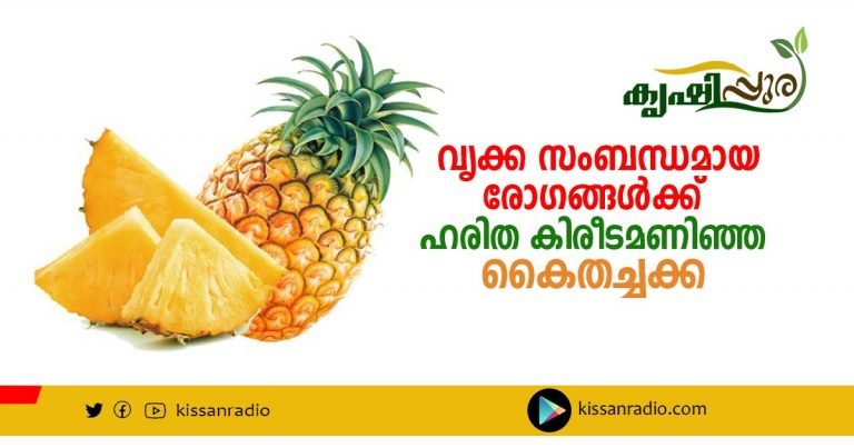 വൃക്ക സംബന്ധമായ രോഗങ്ങൾക്ക്   ഹരിത കിരീടമണിഞ്ഞ കൈതച്ചക്ക