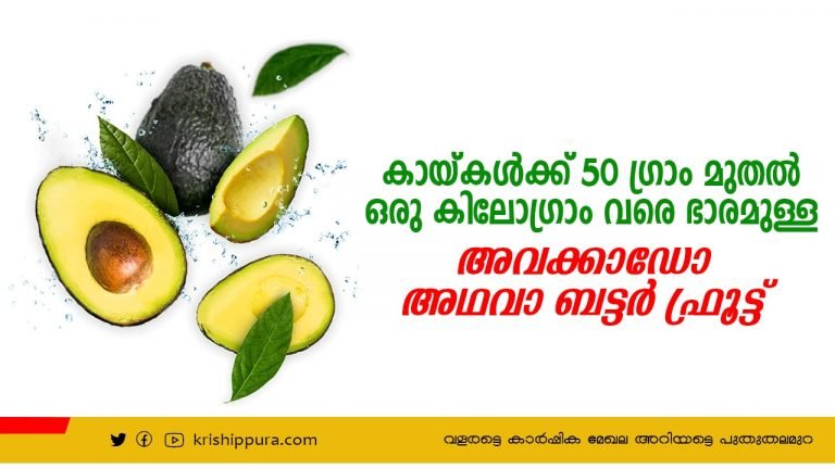 കായ്കൾക്ക് 50 ഗ്രാം മുതൽ ഒരു കിലോഗ്രാം  വരെ ഭാരമുള്ള  അവക്കാഡോ അഥവാ ബട്ടർ ഫ്രൂട്ട്