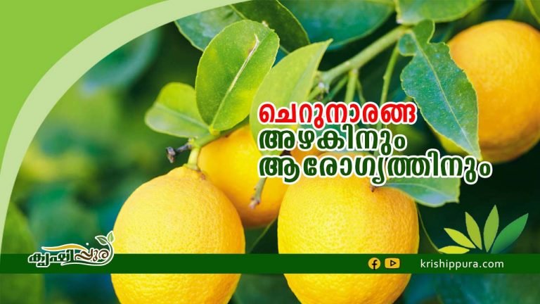 ചെറുനാരങ്ങ : അഴകിനും ആരോഗ്യത്തിനും