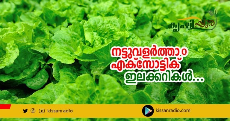 നട്ടുവളർത്താ൦ എക്സോട്ടിക് ഇലക്കറികൾ…