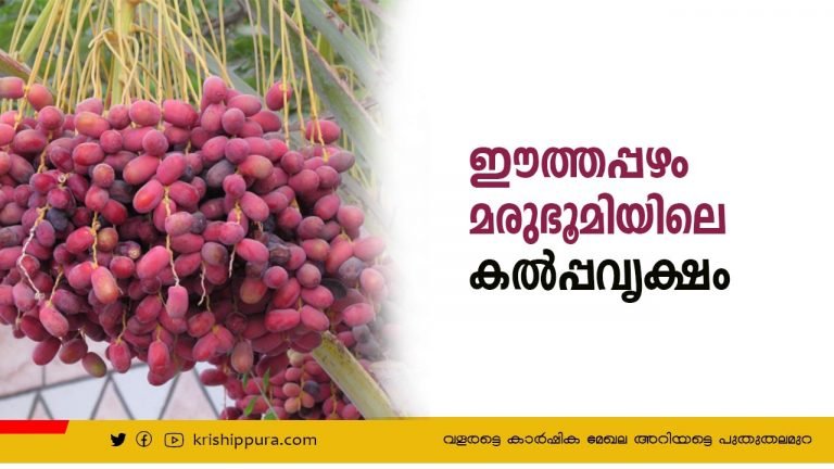 ഈത്തപ്പഴം മരുഭൂമിയിലെ കൽപ്പവൃക്ഷം