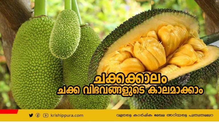ചക്കക്കാലം ചക്ക വിഭവങ്ങളുടെ കാലമാക്കാം