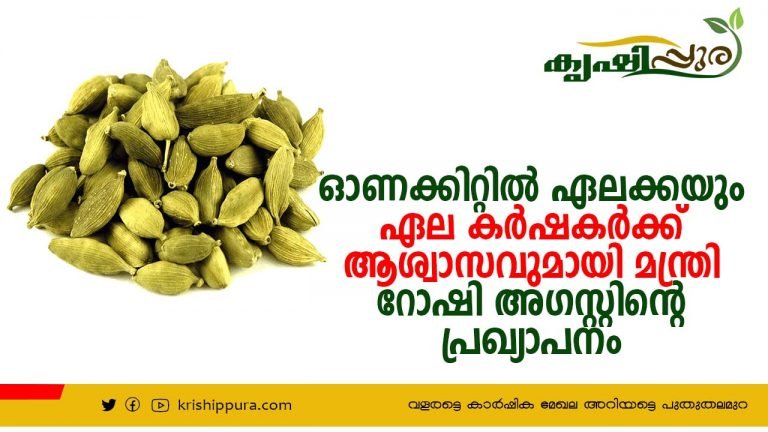 ഓണക്കിറ്റിൽ ഏലക്കയും; ഏല കർഷകർക്ക് ആശ്വാസവുമായി മന്ത്രി റോഷി അഗസ്റ്റിൻ്റെ പ്രഖ്യാപനം