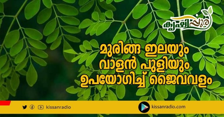 മുരിങ്ങ ഇലയു൦ വാളന്‍ പുളിയു൦ ഉപയോഗിച്ച് ജൈവവളം