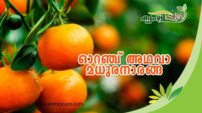 ഓറഞ്ച് അഥവാ  മധുരനാരങ്ങ