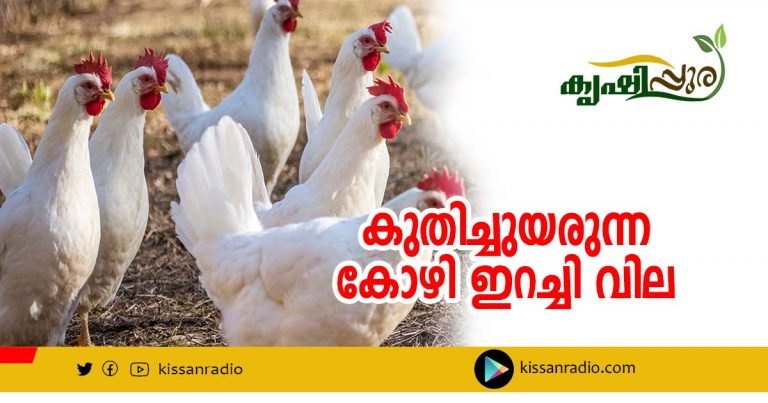 കുതിച്ചുയരുന്ന കോഴി ഇറച്ചി വില