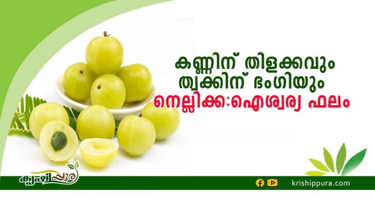 കണ്ണിന് തിളക്കവും ത്വക്കിന് ഭംഗിയും  നെല്ലിക്ക ; ഐശ്വര്യ ഫലം