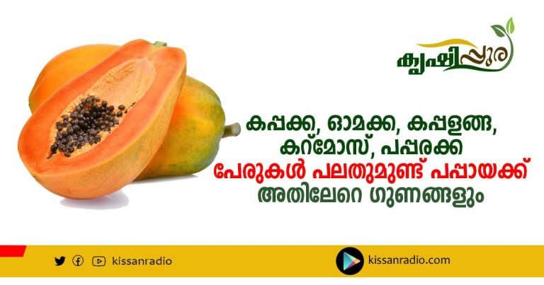 പപ്പയ : എളുപ്പംവളരുന്ന സസ്യം
