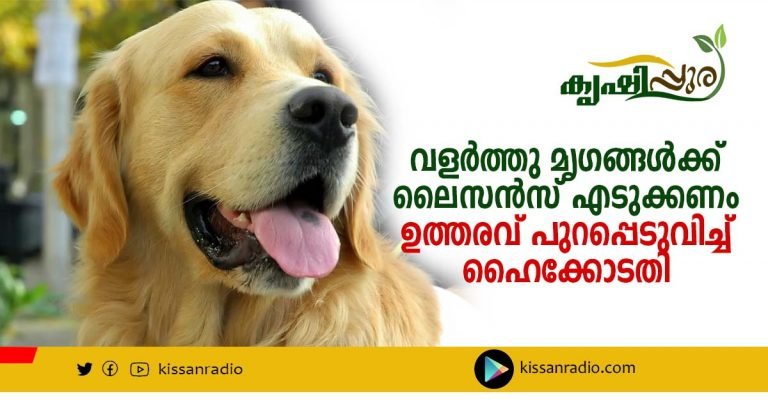 വളർത്തു മൃഗങ്ങൾക്ക് ലൈസൻസ് എടുക്കണം: ഉത്തരവ് പുറപ്പെടുവിച്ച് ഹൈക്കോടതി