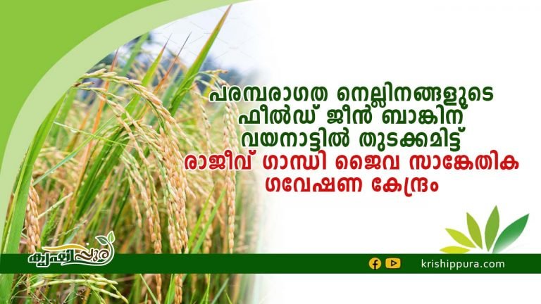 പരമ്പരാഗത നെല്ലിനങ്ങളുടെ ഫീൽഡ് ജീൻ ബാങ്കിന് വയനാട്ടിൽ തുടക്കമിട്ട് രാജീവ് ഗാന്ധി ജൈവ സാങ്കേതിക ഗവേഷണ കേന്ദ്രം