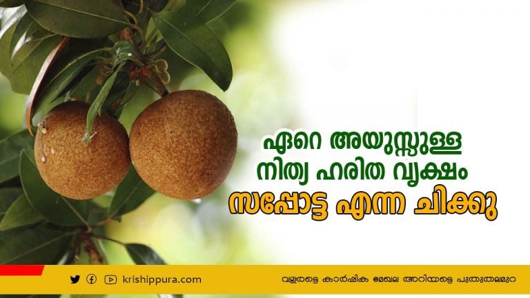 ഏറെ അയുസ്സുള്ള നിത്യ ഹരിത വൃക്ഷം സപ്പോട്ട എന്ന ചിക്കു