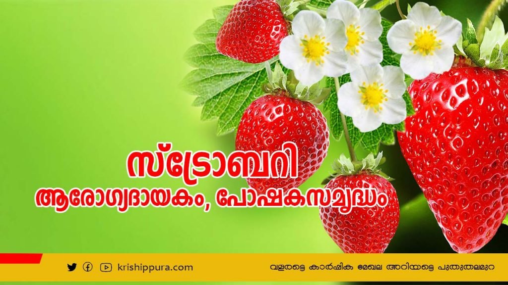 ആരോഗ്യദായകം, പോഷക സമൃദ്ധം സ്ട്രോബറി