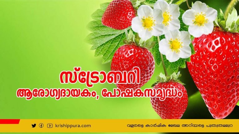 ആരോഗ്യദായകം, പോഷക സമൃദ്ധം സ്ട്രോബറി